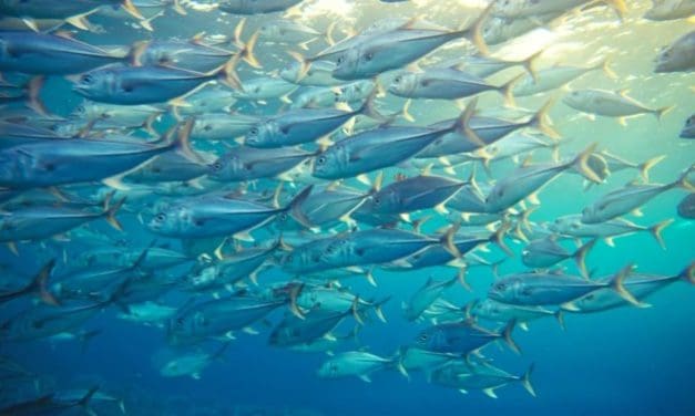 Findet Nemo: Schweizer Lebensmittelimporteur trackt Thunfisch mit Blockchain