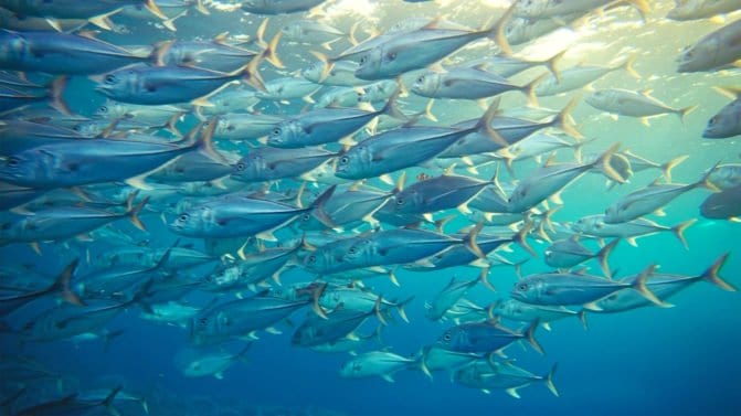 Findet Nemo: Schweizer Lebensmittelimporteur trackt Thunfisch mit Blockchain