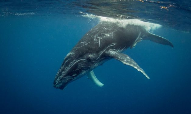 Whale Watching: Wer bewegt 66.000 Bitcoin?