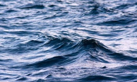 Trotz Bärenmarkt: Waves verzeichnet Monatsplus von 50 Prozent