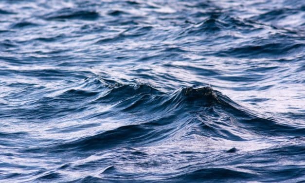 Trotz Bärenmarkt: Waves verzeichnet Monatsplus von 50 Prozent