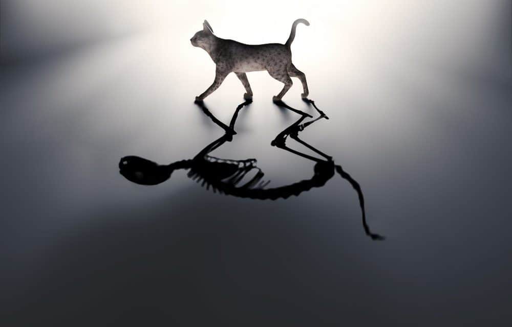 Das Meinungs-ECHO: Schrödingers Bitcoin