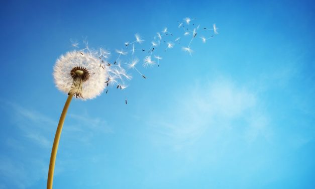Aufwind am Krypto-Markt: Bitcoin Cash legt um 25 Prozent zu, IOTA im Plus