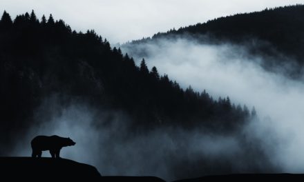 Das Krypto-Kreditgeschäft boomt trotz anhaltendem Bärenmarkt