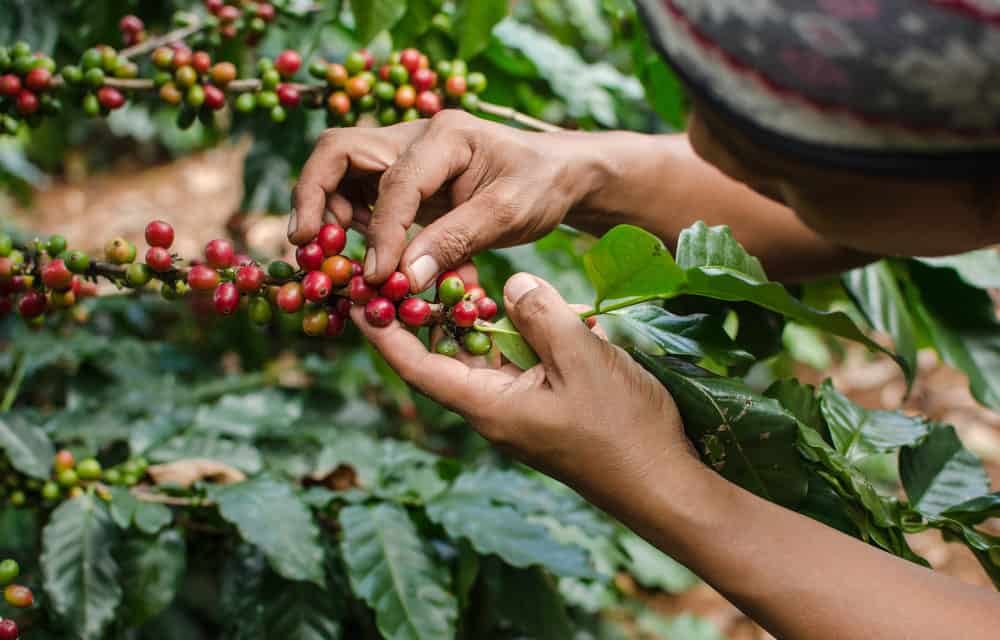 Uganda: Fairer Kaffee dank Blockchain-Software?