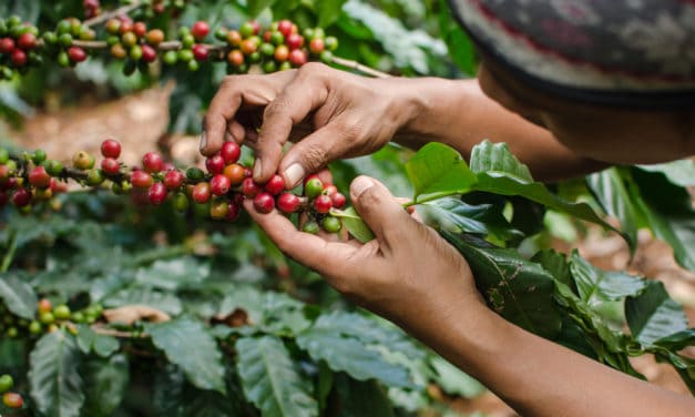 Uganda: Fairer Kaffee dank Blockchain-Software?