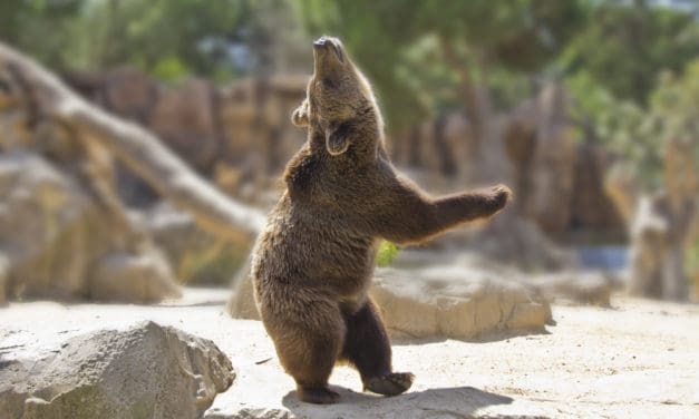 Da steppt der Bär: Bitcoin-Korrektur schreibt Geschichte – Das Meinungs-ECHO KW4