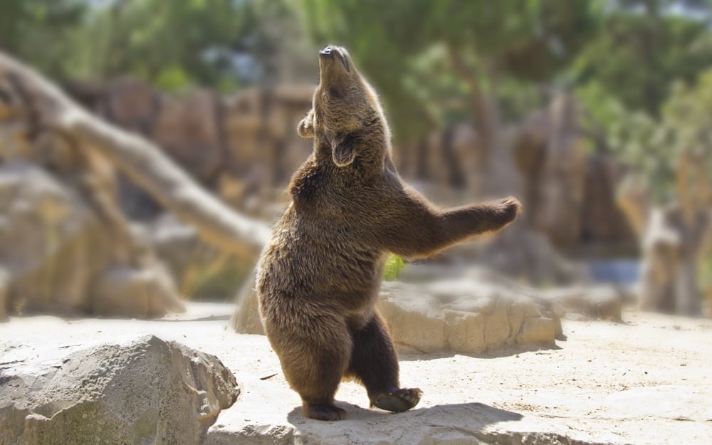 Da steppt der Bär: Bitcoin-Korrektur schreibt Geschichte – Das Meinungs-ECHO KW4