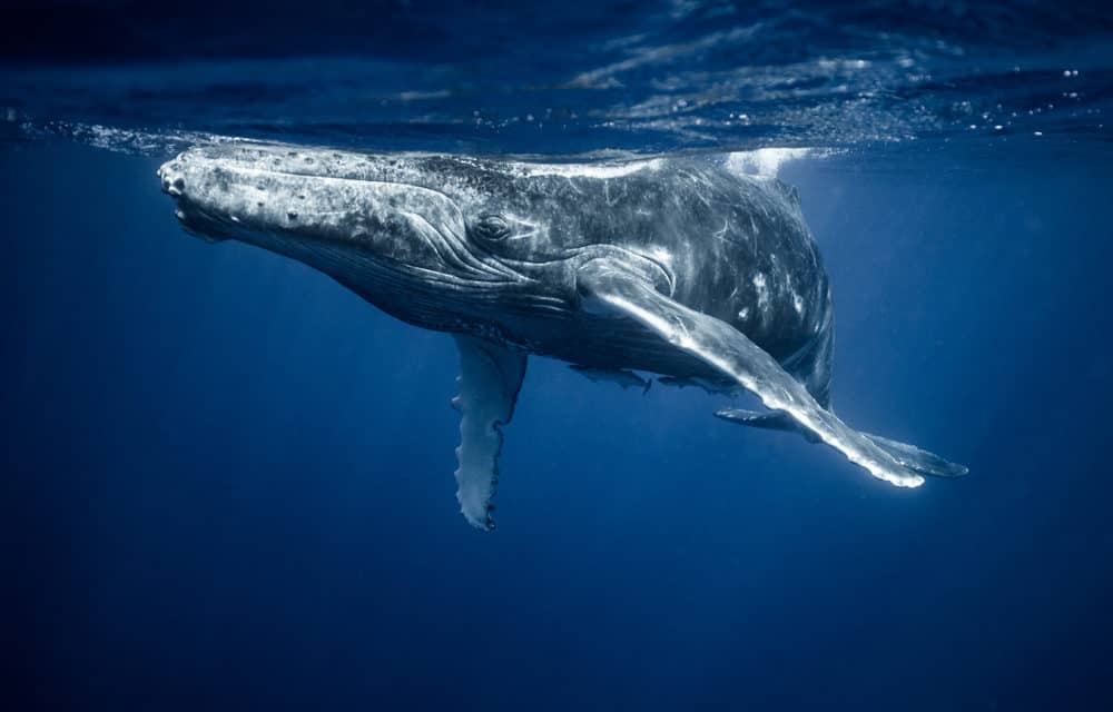 Whale Watching: Ripple-Wale bewegen über 1 Milliarde XRP-Token