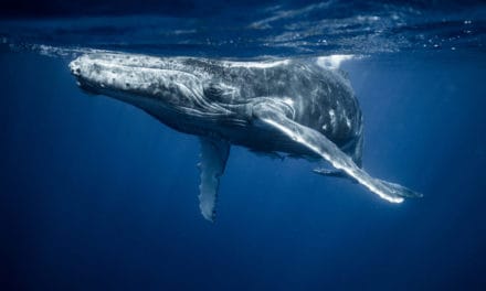 Whale Watching: Ripple-Wale bewegen über 1 Milliarde XRP-Token