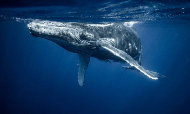 Whale Watching: Ripple-Wale bewegen über 1 Milliarde XRP-Token