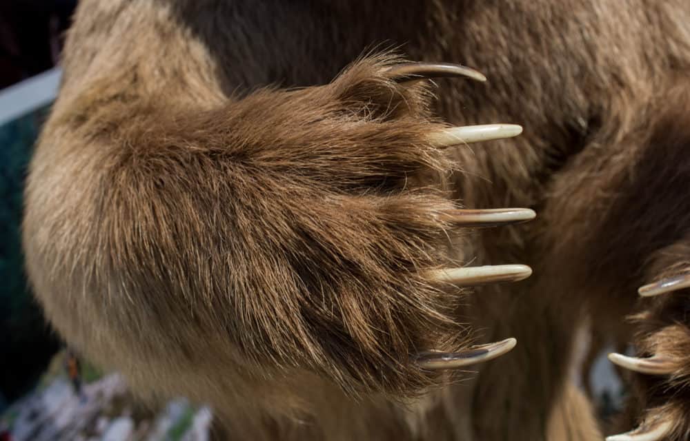 Im Griff der Bären: Smart-Contract-Auditor Hosho entlässt 80 Prozent der Belegschaft