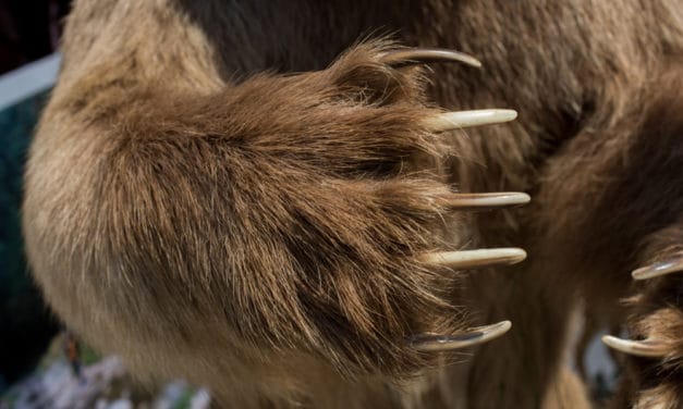 Im Griff der Bären: Smart-Contract-Auditor Hosho entlässt 80 Prozent der Belegschaft