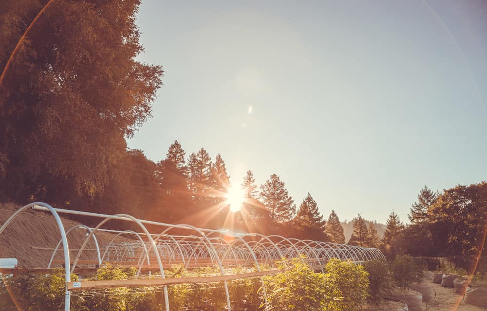 Bitcoin statt Cannabis: Australische Polizei verwechselt Mining-Farm mit Growroom