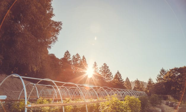Bitcoin statt Cannabis: Australische Polizei verwechselt Mining-Farm mit Growroom