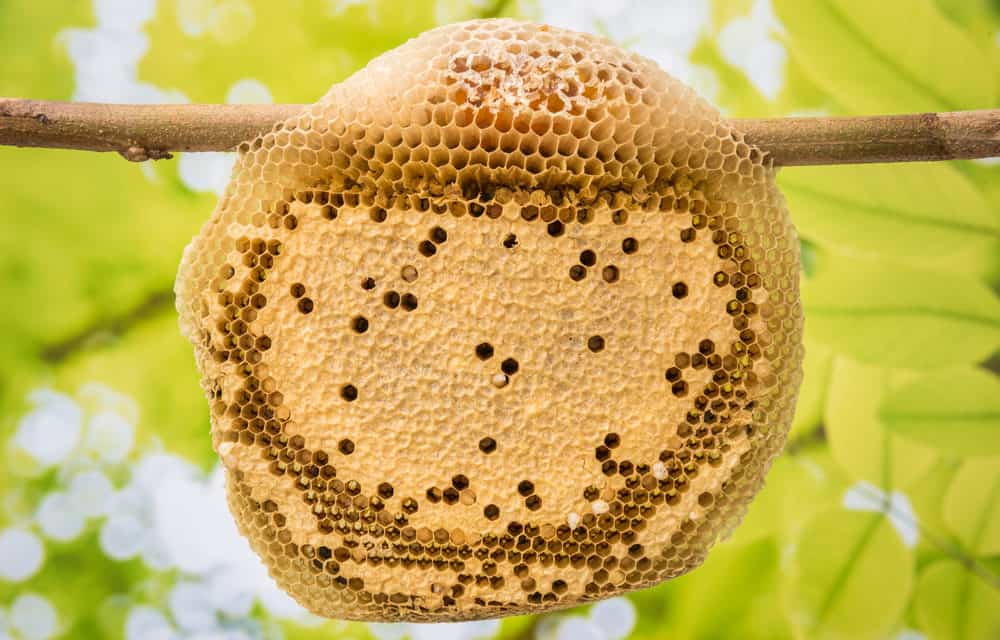 Bärenmarkt fordert neues Opfer: Coinhive schließt die Pforten