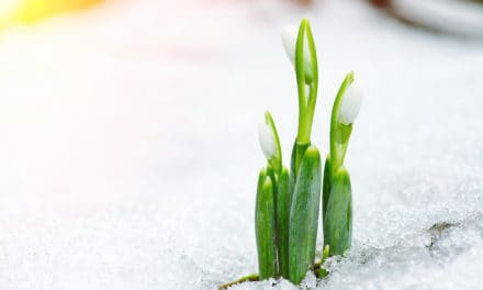 Altcoin-Marktanalyse – Bärenmarkt? Bitcoin Cash, Cardano, Binance Coin und Stellar trotzen Seitwärtsbewegung