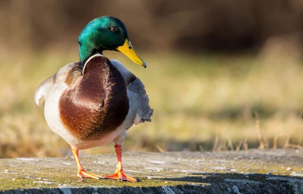 Bitcoin-Kurs steigt! „Bald bei 50.000 US-Dollar“: Experten & Analysten planen Mondlandung