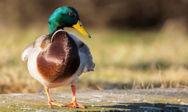 Bitcoin-Kurs steigt! „Bald bei 50.000 US-Dollar“: Experten & Analysten planen Mondlandung