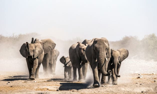 Bitcoin führt, Forks folgen – Bitcoin Cash mit Spitzenperformance