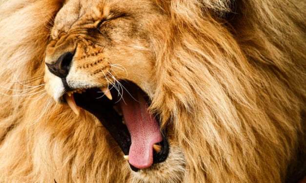 BAT sammeln beim Surfen: Brave Beta mit neuer Option