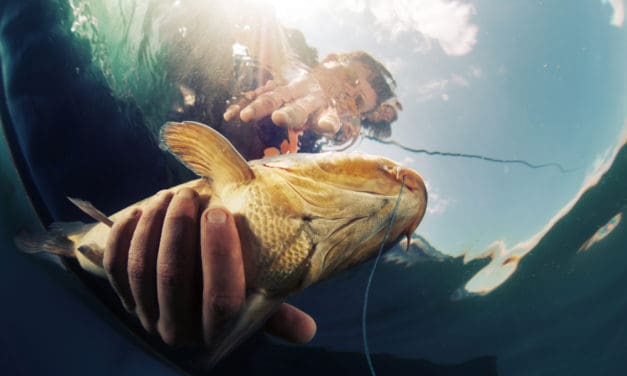 From Adria to Austria – Erstmals blockchainverifizierter Fisch in Österreich