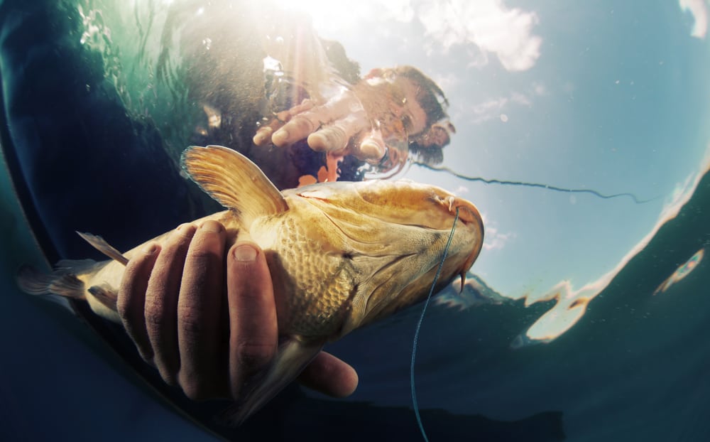 From Adria to Austria – Erstmals blockchainverifizierter Fisch in Österreich