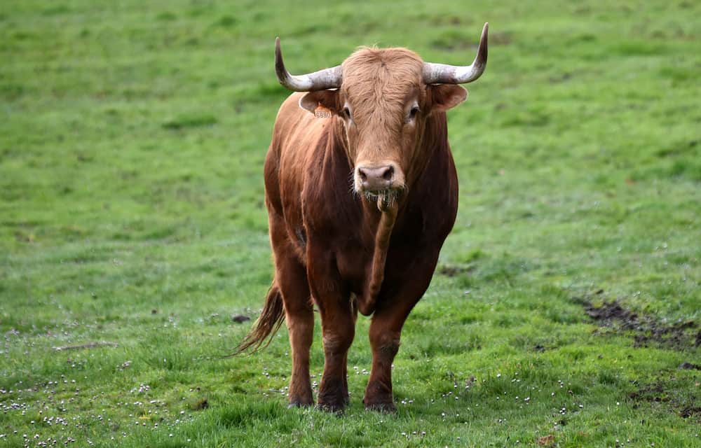 Bitcoin-Kurs bei 1.000.000 US-Dollar! Was wir von McAfees Prognose lernen können