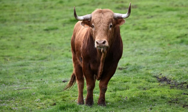 Bitcoin-Kurs bei 1.000.000 US-Dollar! Was wir von McAfees Prognose lernen können