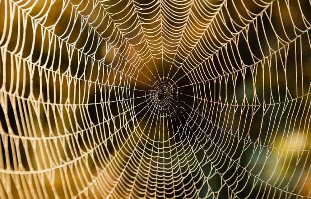 Bitcoin Cash (BCH): Eine einzige Adresse generiert mehr als die Hälfte aller Transaktionen