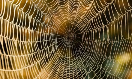 Bitcoin Cash (BCH): Eine einzige Adresse generiert mehr als die Hälfte aller Transaktionen