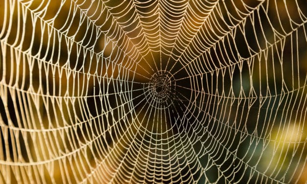 Bitcoin Cash (BCH): Eine einzige Adresse generiert mehr als die Hälfte aller Transaktionen