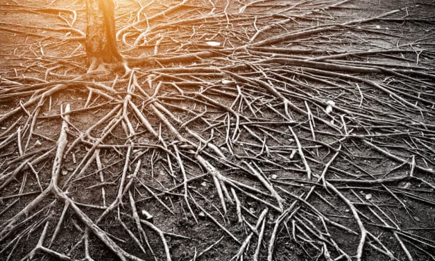 Wie Taproot und Schnorr Bitcoins Privacy verbessern wird – Code in GitHub lanciert