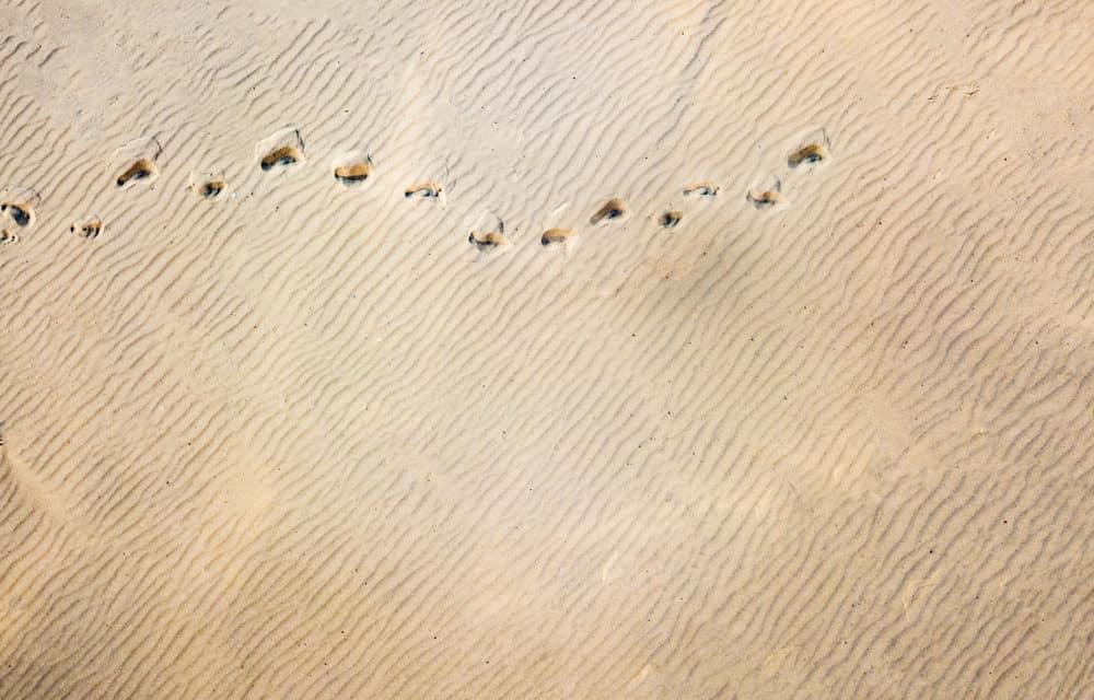 NEO 3: Das Upgrade kommt schrittweise