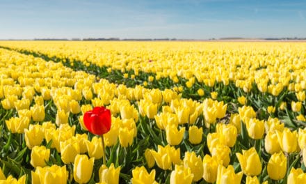 Bitcoin: Ein Markt wie kein anderer – Das Meinungs-ECHO