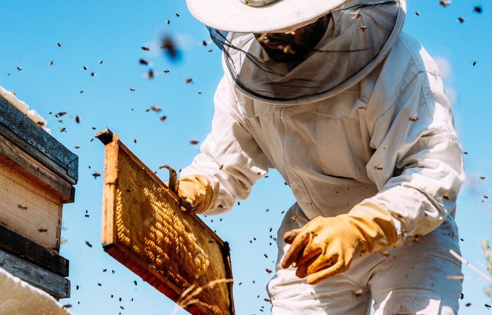 World Bee Project: Mit Blockchain gegen Bienensterben