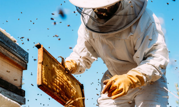 World Bee Project: Mit Blockchain gegen Bienensterben
