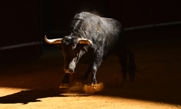 Bakkt Bitcoin Futures: Futter für die Bullen