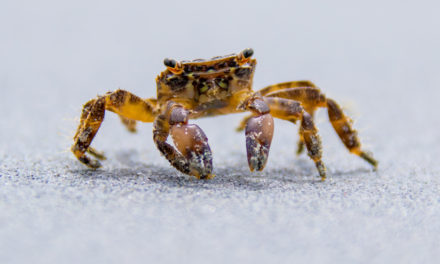 Bitcoin-Kurs: Krebsgang statt Bull Run – Die Lage am Mittwoch