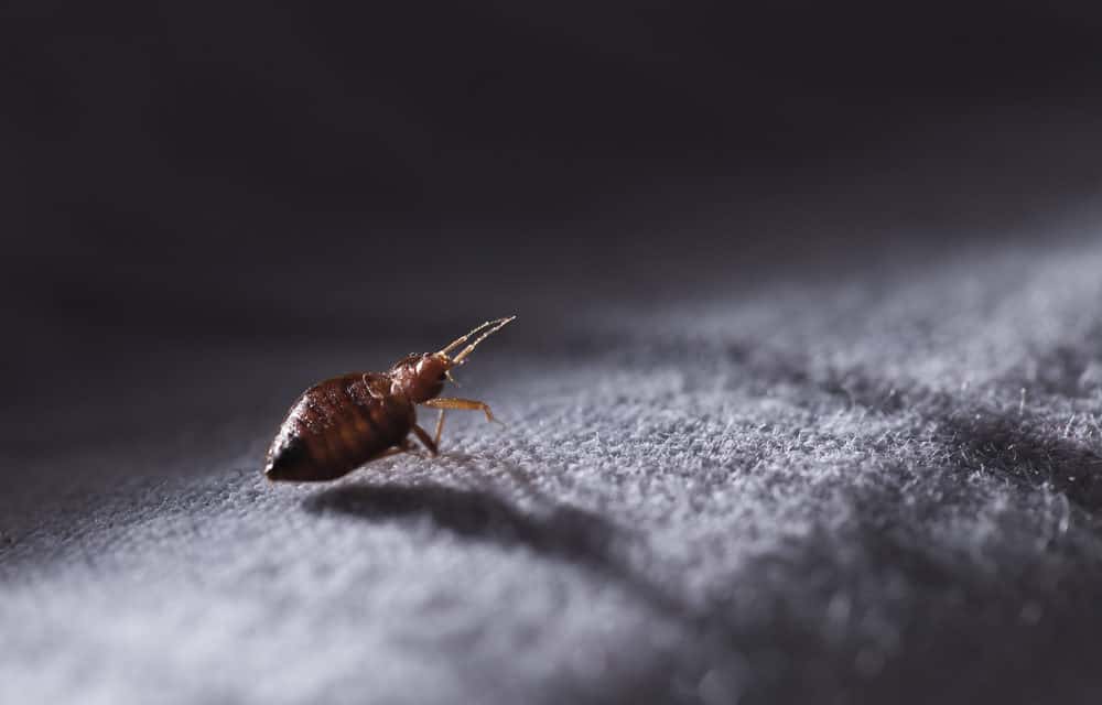 Facebooks Libra: Bug-Bounty-Programm gestartet