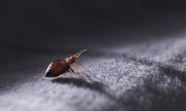 Facebooks Libra: Bug-Bounty-Programm gestartet