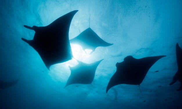 Berliner STO-Plattform Black Manta Capital erhält BaFin-Lizenz