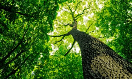 Arbil: FDP will CO2-Coin herausgeben