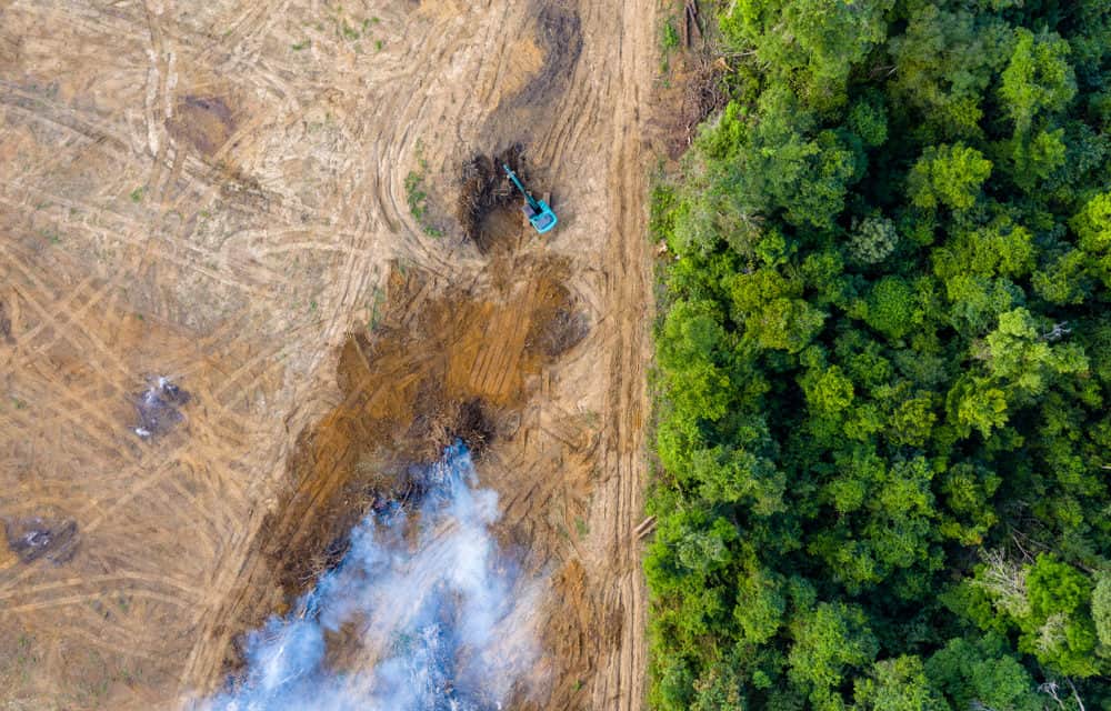 Regenwald: Rainforest Foundation akzeptiert Bitcoin & Co.