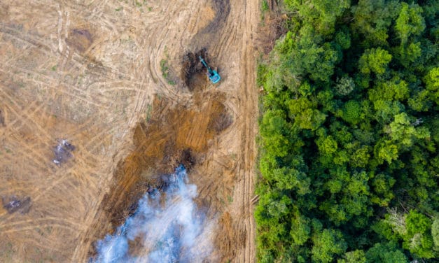 Regenwald: Rainforest Foundation akzeptiert Bitcoin & Co.