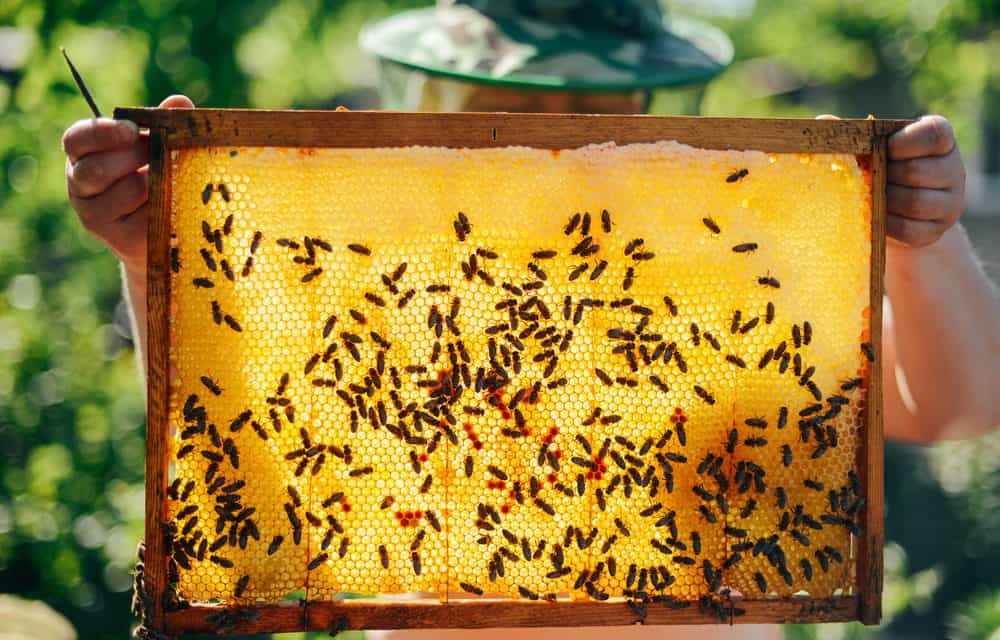 BeeCoin: Berlin Art Week verbindet Bienen und Blockchain