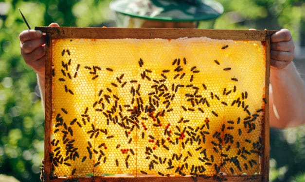 BeeCoin: Berlin Art Week verbindet Bienen und Blockchain