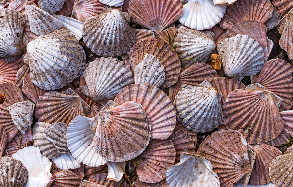 Jakobsmuscheln auf der Blockchain: US-Fischer Raw Seafoods tritt IBM Food Trust bei