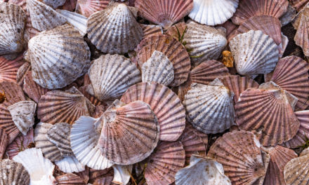 Jakobsmuscheln auf der Blockchain: US-Fischer Raw Seafoods tritt IBM Food Trust bei