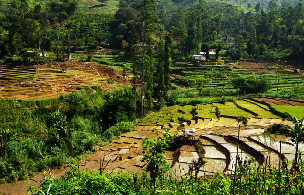 Oxfam testet erfolgreich Mikroversicherung auf Blockchain-Basis für Reisbauern